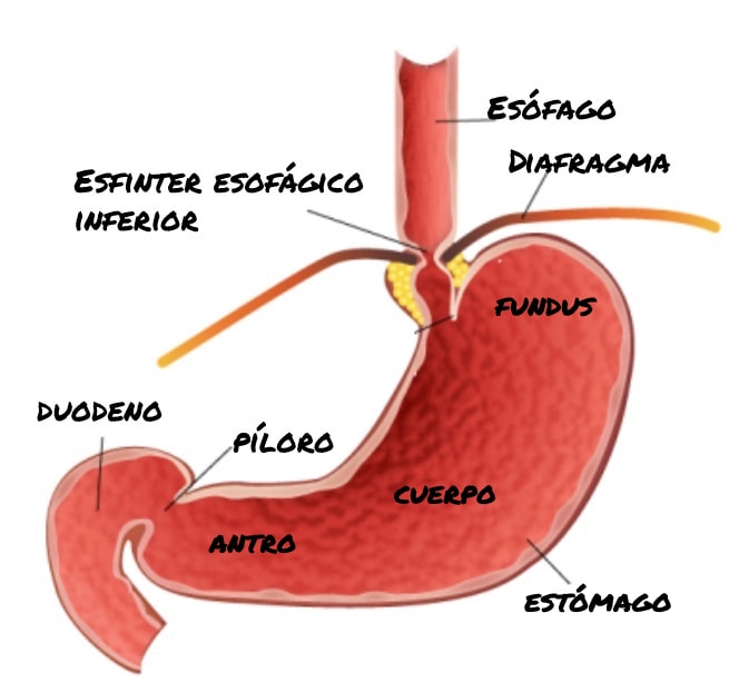 anatomia gastrica